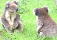 娱乐吃瓜酱考拉打架,娱乐吃瓜酱背后的神秘冲突揭秘