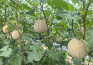 哈密瓜种植,从选种到收获的全程指导