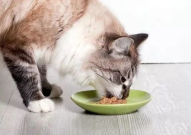 娱乐圈吃瓜猫是谁啊图片,揭秘网络红人的真实身份