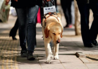 娱乐吃瓜酱导盲犬,跟随“吃瓜酱”探索无障碍世界的欢乐时光