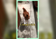 吃瓜群众纯属娱乐,纯属娱乐，揭秘娱乐圈幕后故事