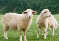 娱乐吃瓜酱讲羊羊,娱乐吃瓜酱带你揭秘羊羊世界