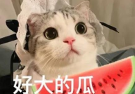 娱乐吃瓜小猫咪小说免费阅读,揭秘娱乐圈幕后风云