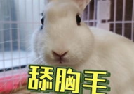 最火女网红吃瓜,揭秘最火女网红的瓜界传奇