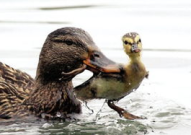 娱乐吃瓜鹅鸭视频大全,鹅鸭视频大全精彩回顾
